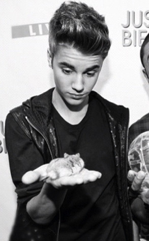 Justin Bieber, Hamster Justin Bieber, Hamster